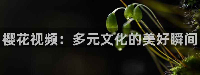樱花视频旧版