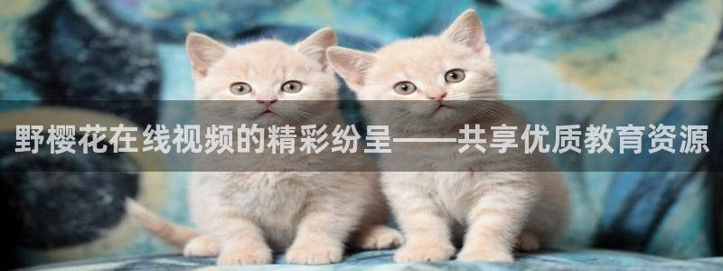 星空影视在线观看入口
